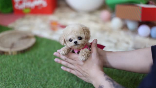 Do you like this cute puppy! Amazing Maltipoo