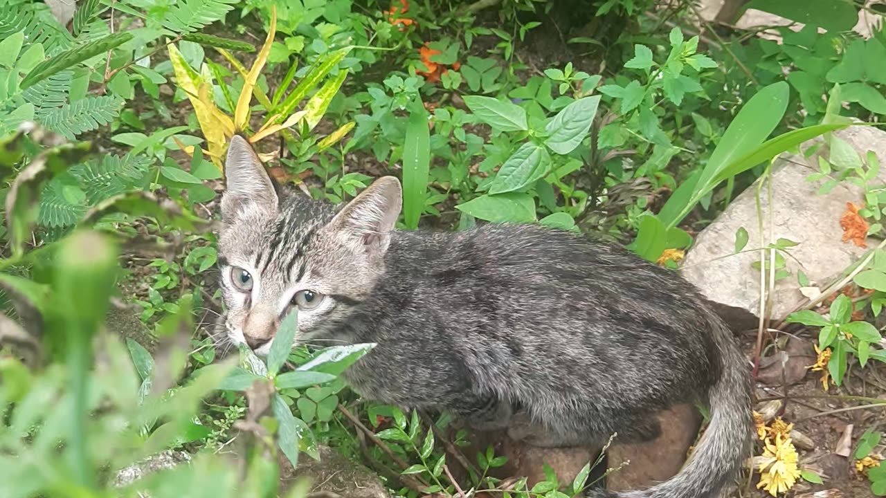 Funny Cat Plays with Plant