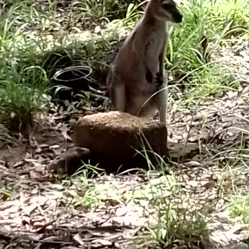 🥰🦘Sistra on a Sunny Saturday Afternoon # 2