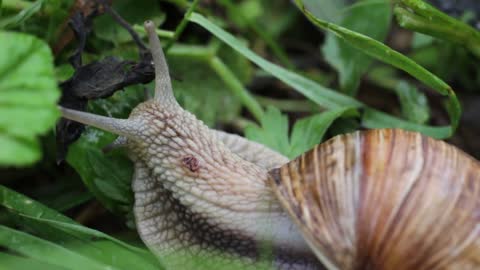 Snail Fauna Macro Animal Nature Animals