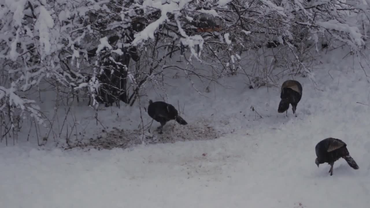 Fowl Wildfowl Turkeys Turkey Squirrel Snow Winter