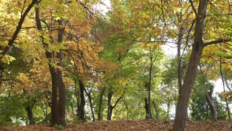 Piano Music & Nature Sound