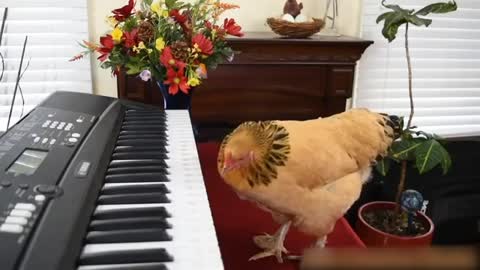 Chicken Plays Beautiful Melody on the Piano