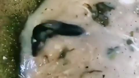 Kunfu mouse
