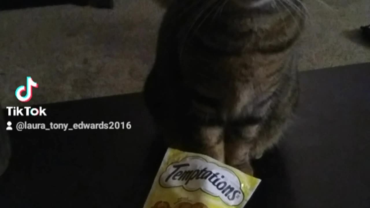 Uno playing her treat game