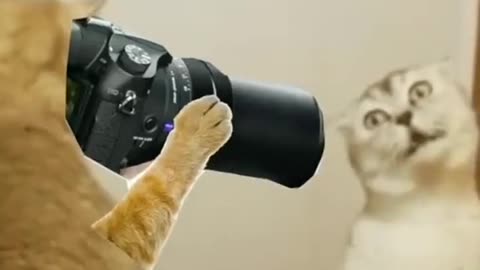 Cat of the Year