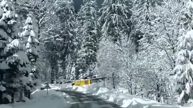 Person Drives Through Snow-Covered Road And Witnesses Wild Animals Crossing It