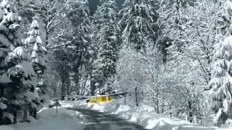 Person Drives Through Snow-Covered Road And Witnesses Wild Animals Crossing It