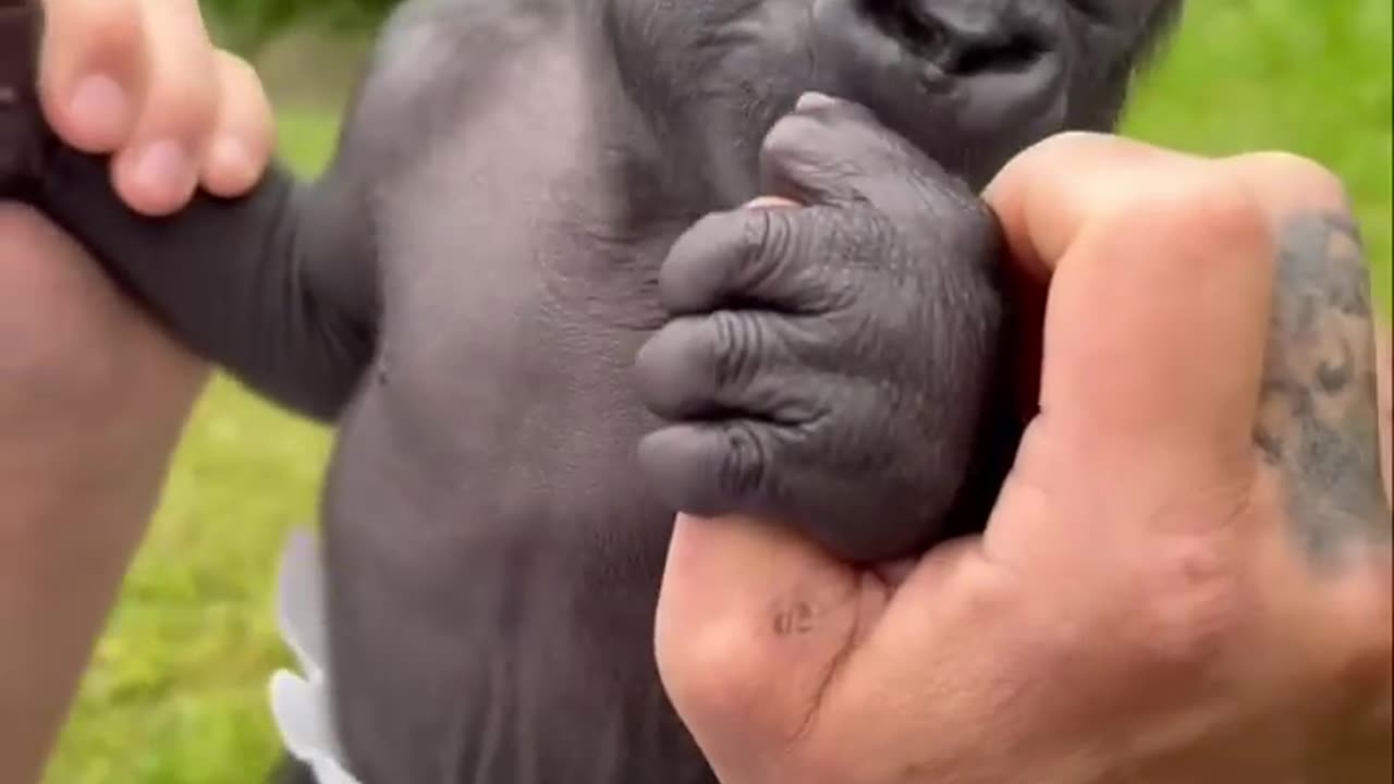 Baby gargilla//monkey s