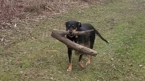 Nice Stick!