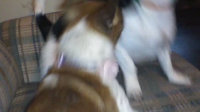 Border collie dachshund mix and chihuahua play fighting
