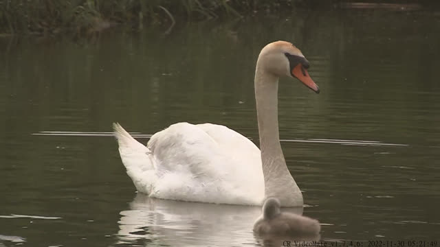 swan lake