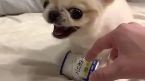 Angry dog baby