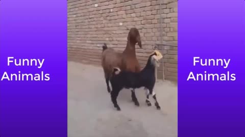 Funny animals