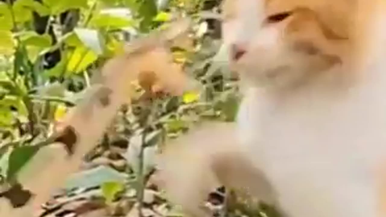 Cat with unbelievable reaction time