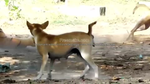 troll prank dog with fake realistic lion and fake tiger