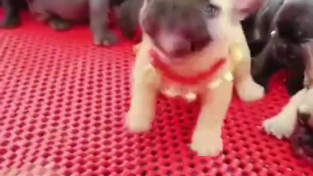 Soo Cute -ANGRY Puppy ! Puppy Training #60 Short