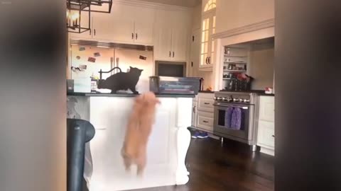Funniest Cats and Dogs Best Funny Video Compilation