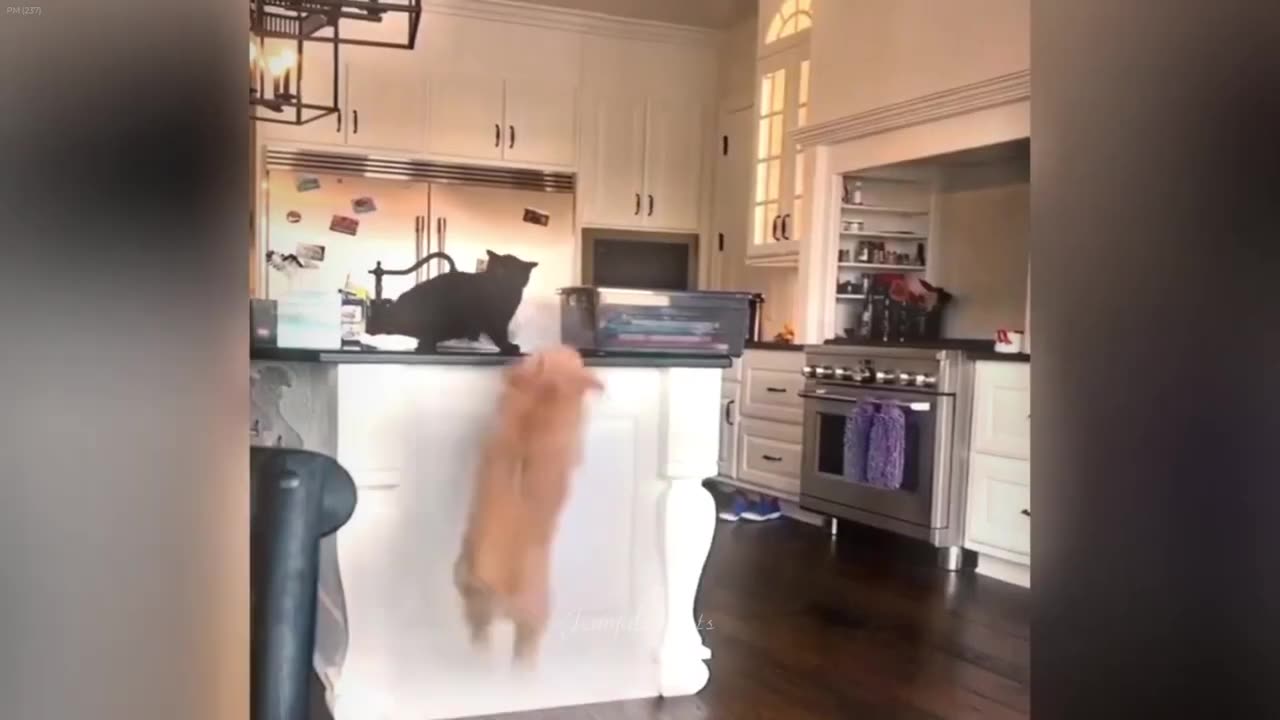 Funniest Cats and Dogs Best Funny Video Compilation