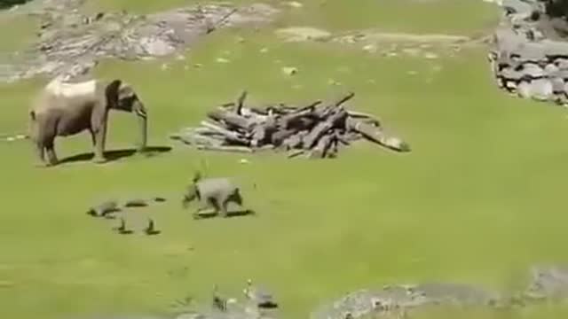 Elephant playing with birds is wonderful