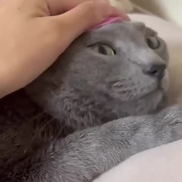 Funny Dogs, Cats and Animals Videos TRY Not to Laugh! # 64!