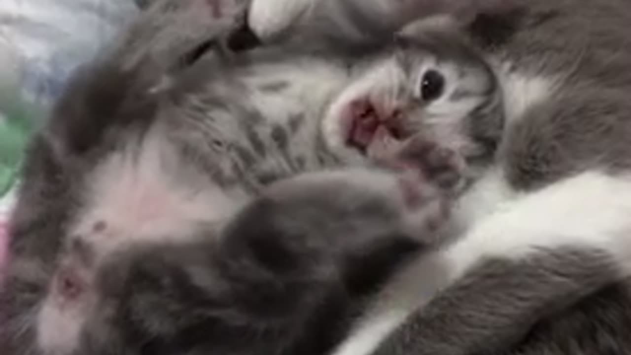 Amazing cat 🐈 trending video