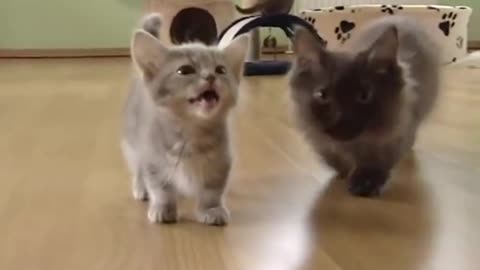 Cute munchkin baby kitten talks too much