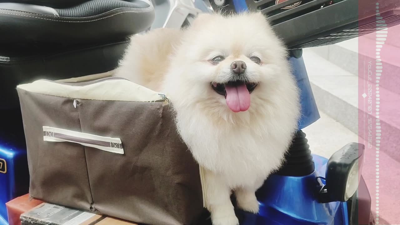 경희의료원 앞에서 만난 댕댕이 한마리/A puppy I met in front of Kyunghee Medical Center in Seoul