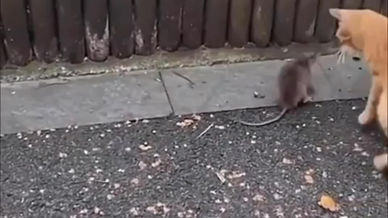 #Attracity a Animals 5 (DON'T SEE DON'T LAUGH).... Cat And Rat Fighting moments....