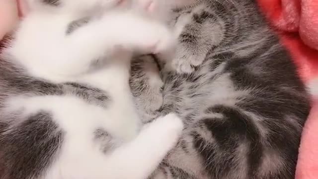 OMG So Cute Cats ♥ Best Funny Cat ❤️🐈Videos 2021 #shorts