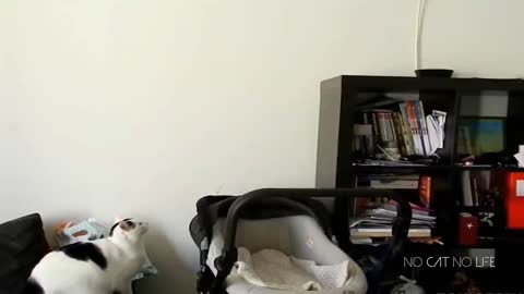 funny cat part 2