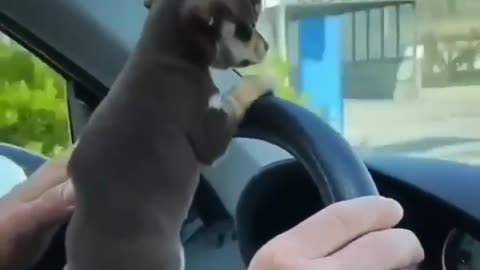 Very cute dog
