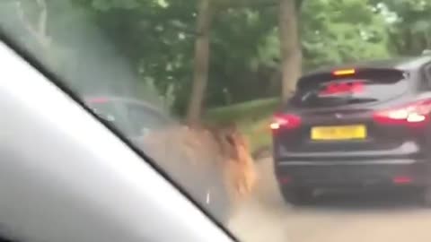 Lion Passes Among the Cars on the Road