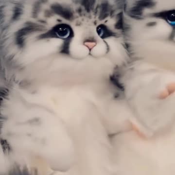 Cute and Funny Cat Videos #10