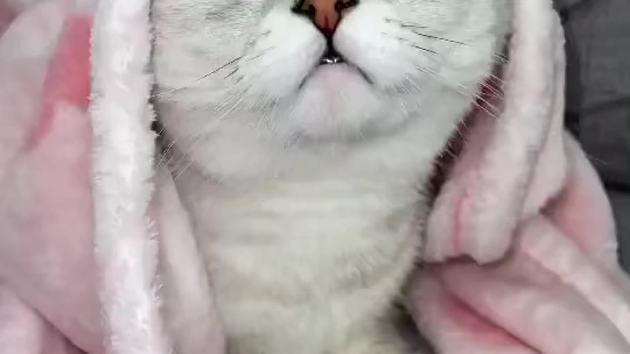 Intelligent cat 🐱 #cutecats #catlover #catsvideo #funnycat #catfunnyvideos