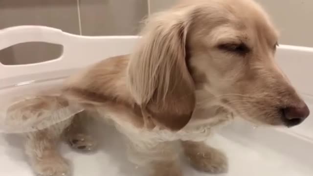 Little Puppy Gets Too Relaxed Sitting In The Bathtub And Almost Falls Asleep