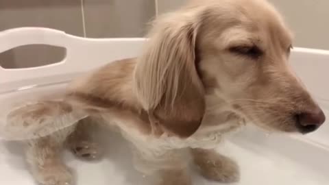 Little Puppy Gets Too Relaxed Sitting In The Bathtub And Almost Falls Asleep