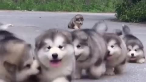 funny dogs