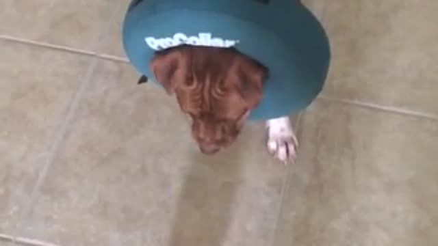 Clever Pit Bull solves food puzzle ball