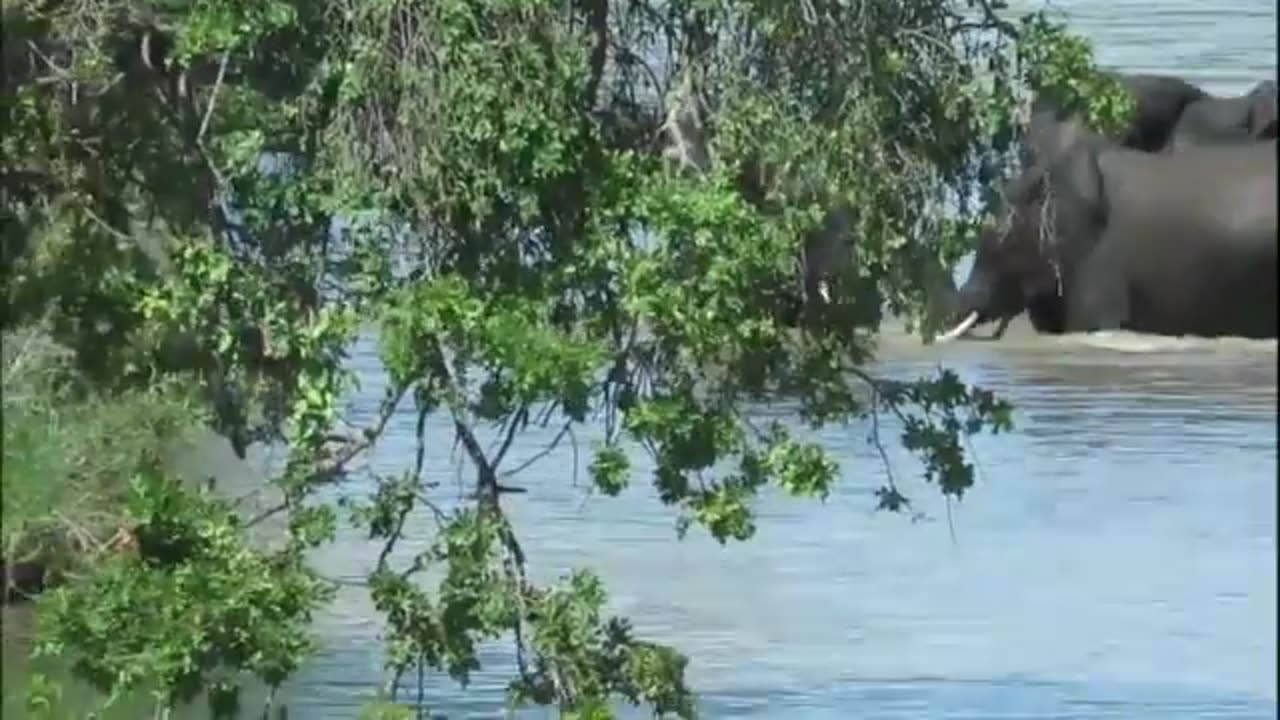 Elephants tries to help another young elephant