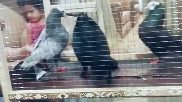 The Pigeon Fighting You've Been Waiting For