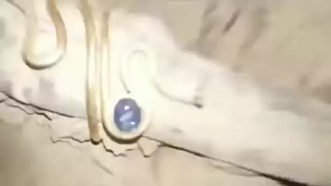 Another amazing find in Afghanistan