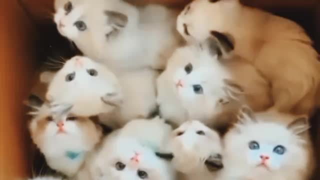 Happiness in one box -all himalayan kittens