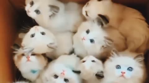 Happiness in one box -all himalayan kittens