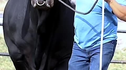 Beautiful cow's