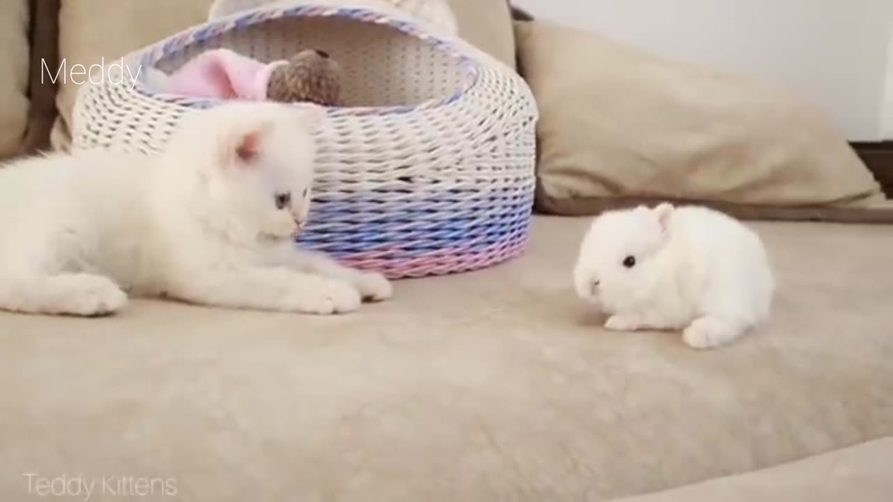 Meddy and rabbit babies cute fight...