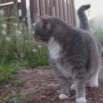 Fog Village Dog Cat Gate