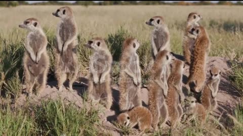 How cute are these animals?