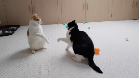 Cats Play Fighting 4K