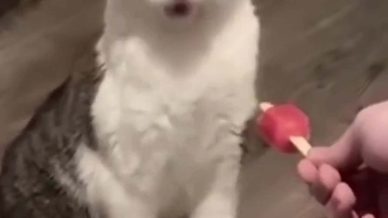 An amazing cat
